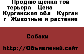 Продаю щенка той-терьера › Цена ­ 5 000 - Курганская обл., Курган г. Животные и растения » Собаки   